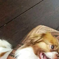 سگ آپارتمانی.پیکینز|سگ|مشهد, یاس|دیوار