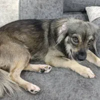 سگ اشپیتز واکس خورده شناسنامه دار|سگ|بوشهر, |دیوار