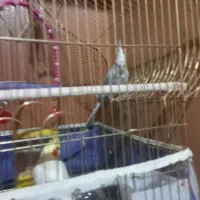 عروس هلندی نرو ماده|پرنده|سهند, |دیوار