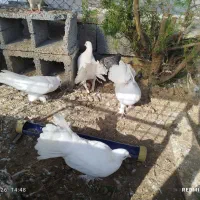 کبوتر دم چتری و تزئینی