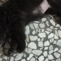 واگذاری سگ پامر اشپیتز روباهی