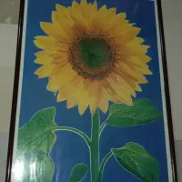 قاب عکس گل آفتاب گردان