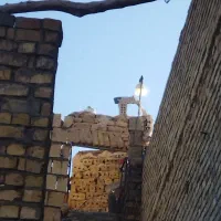 کبوتر هوای ماده  چهار پنچ تا جوجه نر