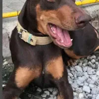 دوبرمن پینچر آلمانی