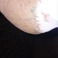 فروش طوقینرزردخالسیاه|پرنده|رامهرمز, |دیوار