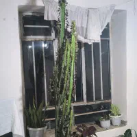 گل کاتوس دو نیم متری سه ساله