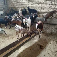 گاو بز لری