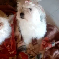 سگهای پاپی۶۰۰|سگ|خمینیشهر, |دیوار