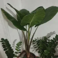 گل و گیاه اپارتمانی