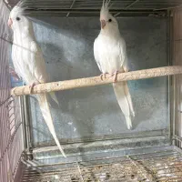 عروس هلندی روی تخم و جوجه