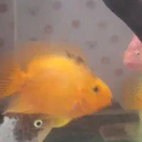 ماهی پرت بوفالو زرد قرمز  ویجا ماربل