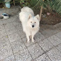 سگ ساموییدماده معاوضه با،|سگ|اصفهان, باغ زیار|دیوار