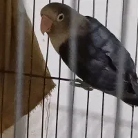 طوطی برزیلی|پرنده|خرمشهر, |دیوار