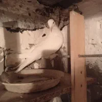 کبوتراوچان