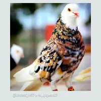 کبوتر قلمکار باخت رفته