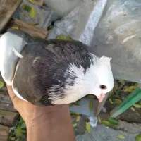 طوقی|پرنده|دهدشت, |دیوار