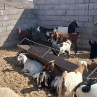 بز دو رگ دو قلو زا و میش دورگ چند تا دو قلو زا|حیوانات مزرعه|سیرجان, |دیوار