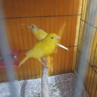 قناری|پرنده|خرمدشت, |دیوار