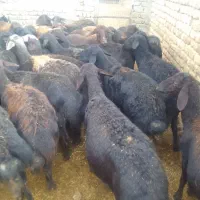 فروش‌میش‌قرقزل‌درجه‌یک‌جوان