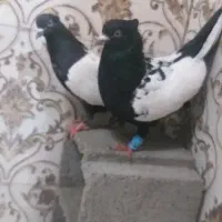 جفت نرو ماده سینه سیاه