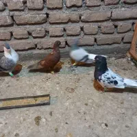 فروشی|پرنده|تربت‌حیدریه, باغ ملی|دیوار