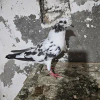 کبوتر سوسکی|پرنده|آمل, |دیوار