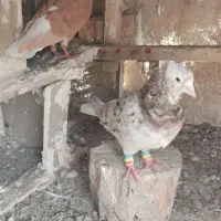 دم سفید. تکی هم میدم|پرنده|سبزوار, رضوان|دیوار