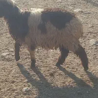 میش بره دار