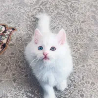 واگذاری گربه