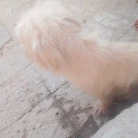 واگذاری سگ خانگی|سگ|ایرانشهر, |دیوار