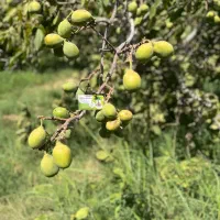 فروش نهال گردو جمال پیوندی یکساله|خدمات باغبانی و درختکاری|گنبد کاووس, |دیوار