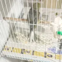 قناری فر آجی نر|پرنده|مشهد, کارمندان دوم|دیوار