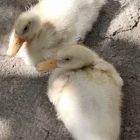 دو تا اردک سالم و تمیز ۶۰۰ت