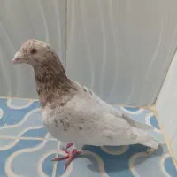 کبوتر گرفتنی هفترنگ