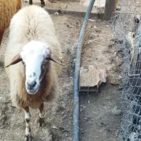 فروش گوسفند میش ماده