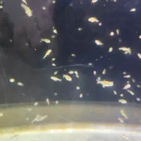 لارو گلدفیش،بچه گلدفیش اوراندا کله‌شیری، جوجه ماهی