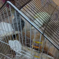 فوری عروس هلندی بدون قفس 1600 فوری|پرنده|فاضل آباد, |دیوار