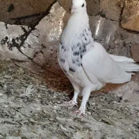 طوقی هفترنگ نر کاکلی