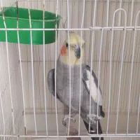 عروس هلندی نر