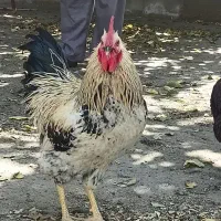 خروس خانگی