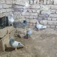 کفتر هفت رنگ