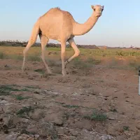 شتر نر دوساله