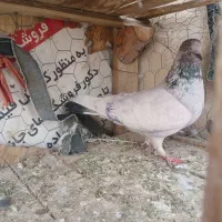 کبوتر کاشان پرشی