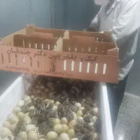 کود کبک