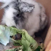 خرگوش نیمه لوپ نر