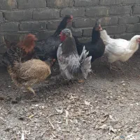 مرغ بومی|حیوانات مزرعه|قهدریجان, |دیوار