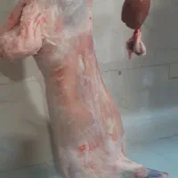 شاگرد قصاب ماهریانیمه ماهر