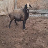 بسم الله فروش قوچ و میش های اصیل شال|حیوانات مزرعه|شال, |دیوار