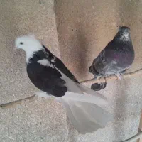 کبوترهماسرور|پرنده|کهریزک, |دیوار