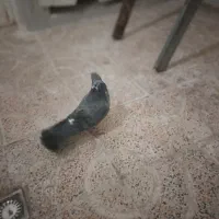 تعدادی کبوتر به‌شرط قاره سفید ..|پرنده|رباط‌کریم, رباط‌کریم|دیوار